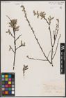 Salix aurita L. x Salix repens L.